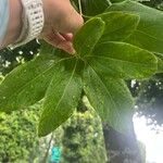 Cinnamomum burmanni Blad