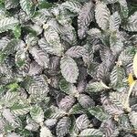 Psychotria verschuerenii Habit