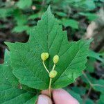 Viburnum acerifolium Blatt