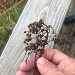 Rhus copallinum Frutto