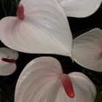 Anthurium scherzerianum Flower