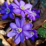 Anemone hepaticaFlower