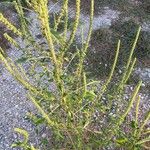 Amaranthus palmeriFruit