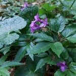 Cardamine pentaphyllos Flower