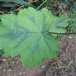 Rubus alceifolius Leaf