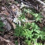 Cardamine concatenata 葉