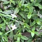 Diodia virginiana फूल
