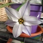 Ipheion uniflorum Çiçek