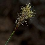 Carex halleriana Flor