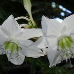 Eucharis × grandiflora Blomma