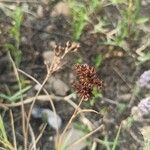 Juncus articulatusFlower