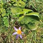 Romulea arnaudii 花