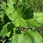 Verbascum virgatum ഇല