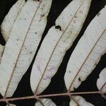 Alfaroa costaricensis Liść