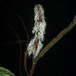 Pentaclethra macroloba Fruit