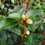 Camellia sasanqua Lehti