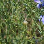 Linum austriacum Frucht