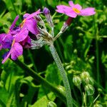 Primula bulleyana Blomma