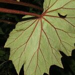 Begonia sericoneura Ліст