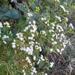Ageratina lorentzii Hábito