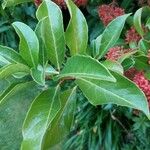 Viburnum nudum Leaf