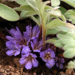 Hydrophyllum capitatum Flower