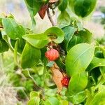 Eugenia uniflora Mbuma