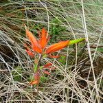Castilleja tenuiflora Flower
