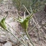 Nigella arvensis Fruto