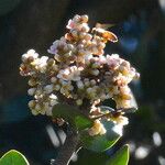 Rhus ovata Flower