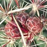 Thelocactus bicolor Плод