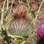 Cirsium richterianum Fruit