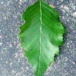 Cephalanthus occidentalis Leaf