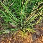 Eragrostis superba Leaf