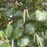 Garrya elliptica Leaf