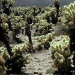 Cylindropuntia bigelovii Habit