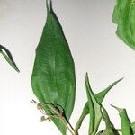 Miconia brenesii Leaf