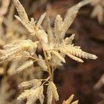 Eragrostis racemosa Fruto