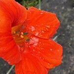 Tropaeolum minus Flower