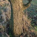 Prunus serotina Bark