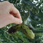 Carya illinoinensis Fruit