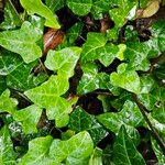 Hedera helixLeaf