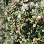 Cotoneaster microphyllus 形態