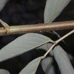 Desmodium cajanifolium Bark