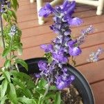 Salvia × karamanensisফুল