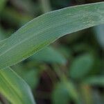 Paspalum paniculatum Leaf