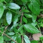 Salvia microphylla Кора