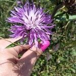 Centaurea nigrescensപുഷ്പം