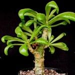 Tylecodon paniculatus Облик