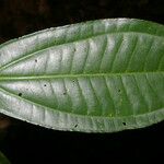 Miconia cooperi Leaf